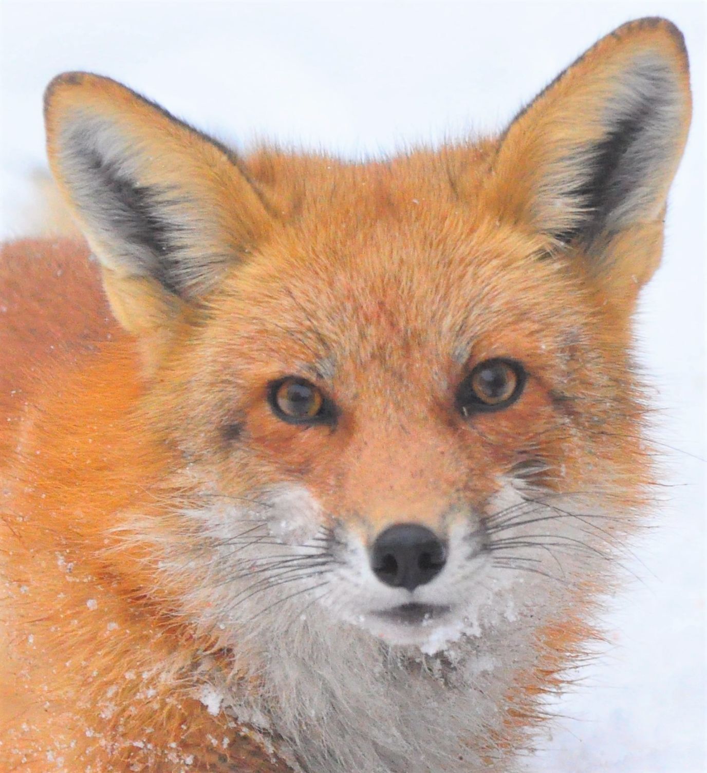 Winter Fox